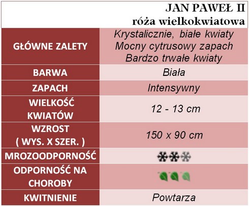 Jan Paweł II róże wielkokwiatowe